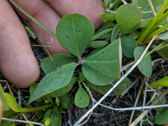 Gentianella amarella acuta