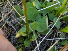 Gentianella amarella acuta