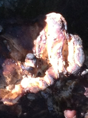 Fungi