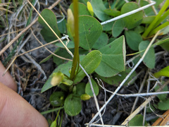 Gentianella amarella acuta