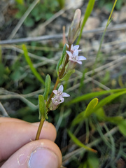 Gentianella amarella acuta