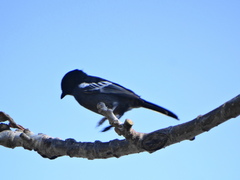 Melaniparus niger niger
