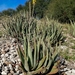Aloe Vera - Photo (c) Lucio Lopez, some rights reserved (CC BY-NC), uploaded by Lucio Lopez