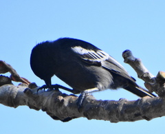 Melaniparus niger niger