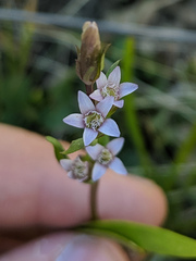 Gentianella amarella acuta
