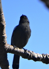 Melaniparus niger niger