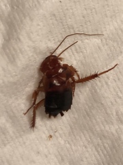 Blattoidae