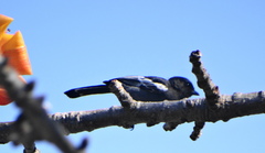 Melaniparus niger niger