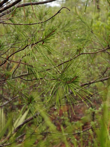 Image of Pinus clausa by no rights reserved