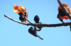 Melaniparus niger niger