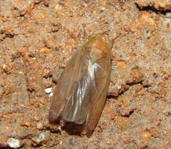 Polana quadrinotata