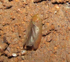 Polana quadrinotata