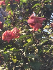 Mussaenda erythrophylla