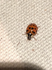 Harmonia axyridis