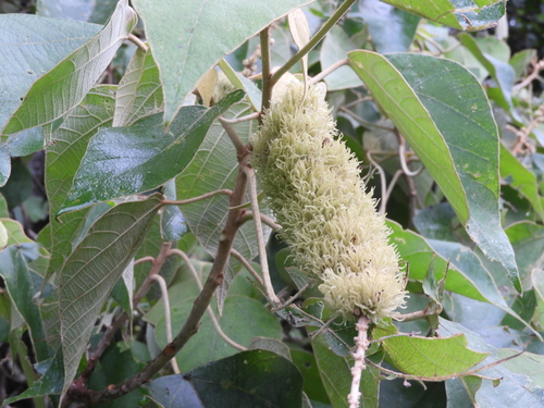 Mallotus mollissimus observed 2025-05-07