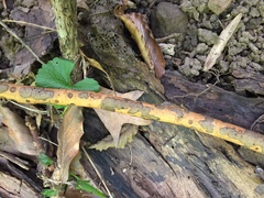 Diatrype decorticata