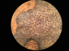 Diatrype decorticata