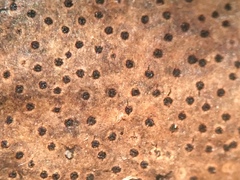 Diatrype decorticata