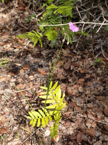 Callisia ornata, photograph 4