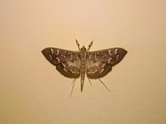 Nausinoe