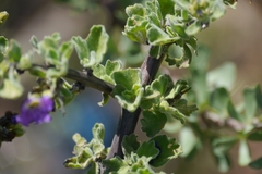 Citharexylum flabellifolium
