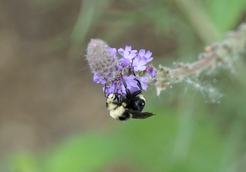 iNaturalist observation photo of Yellow-faced Bumble Bee