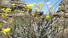 Pachypodium gracilius image