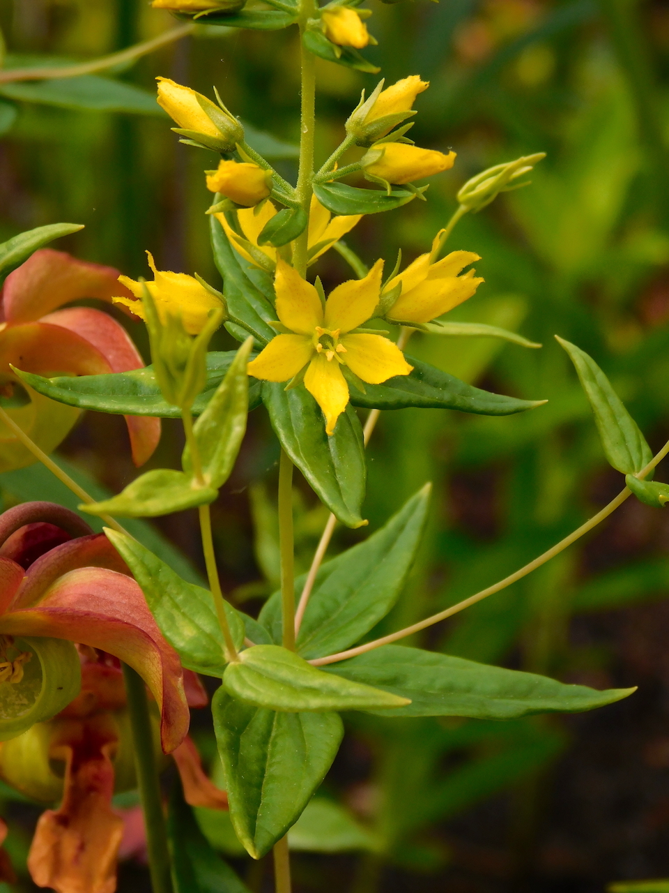 Lysimachia asperulifolia