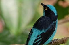 Dacnis lineata