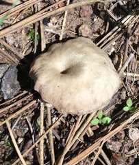 Entoloma undatum