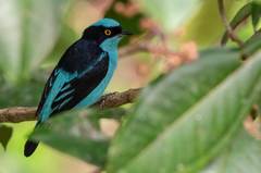 Dacnis lineata