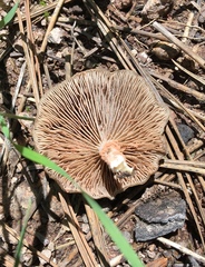 Entoloma undatum
