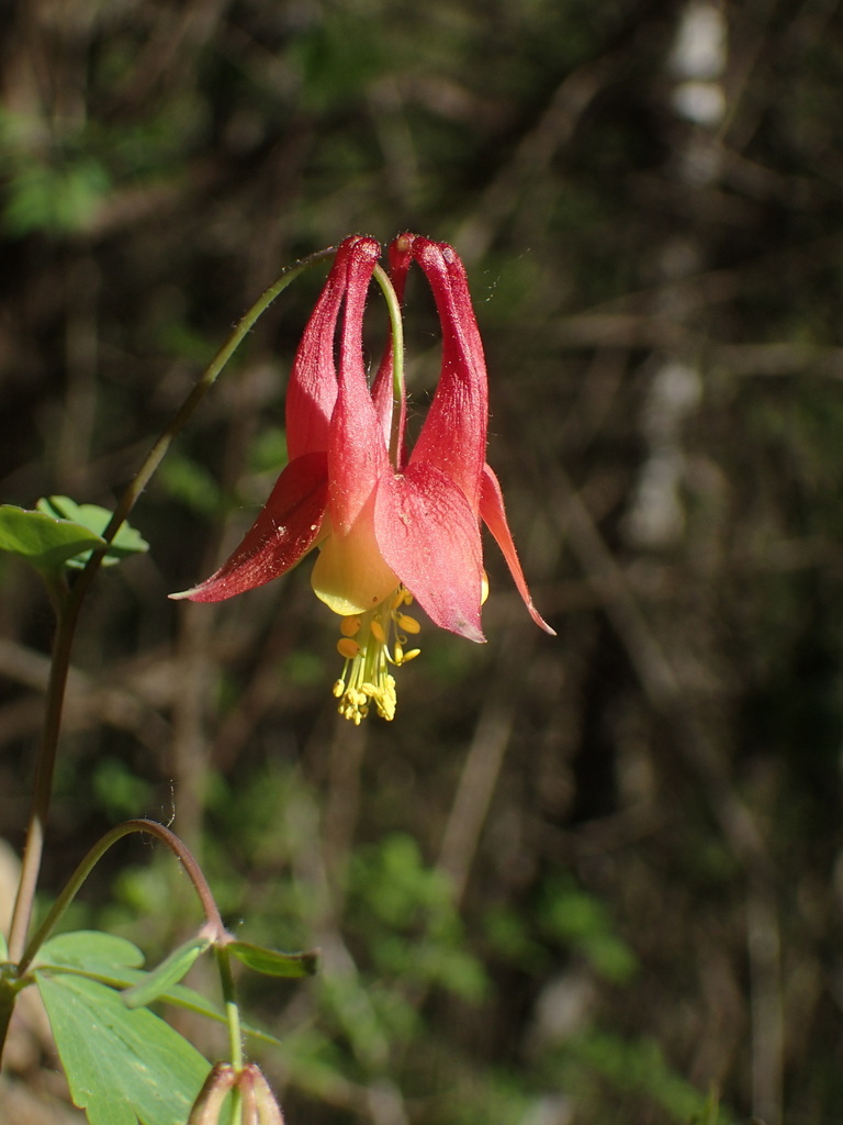 Aquilegia canadensis — a medium houseplant, prefers full sun light