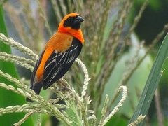 Euplectes hordeaceus