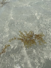 Sargassum natans