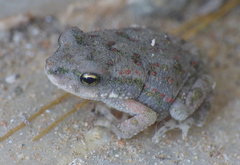 Duttaphrynus stomaticus