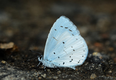 Udara akasa
