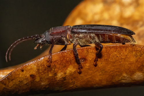 Mallodon dasystomus
