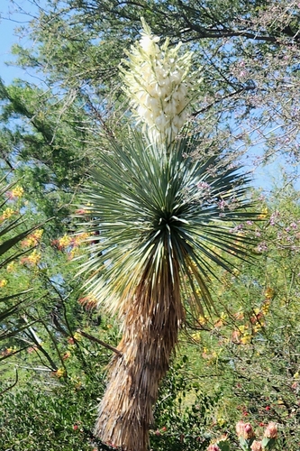 Yucca rostrata iNat (3)