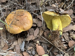 Boletus holoxanthus