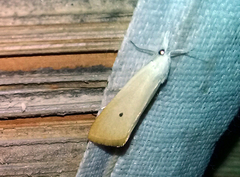 Scirpophaga incertulas