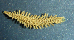 Flabelliderma ockeri