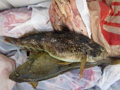 Hexagrammos stelleri