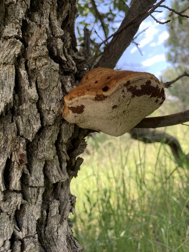 Inocutis dryophila