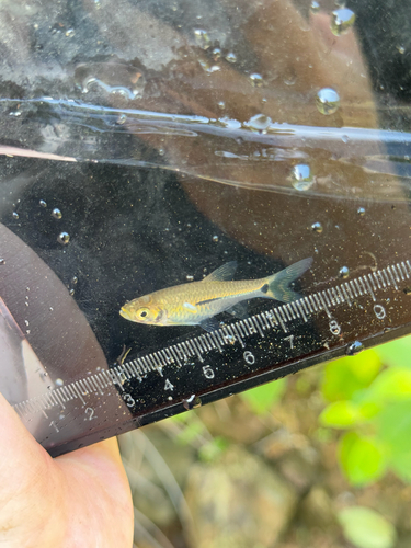 Terengganu rasbora