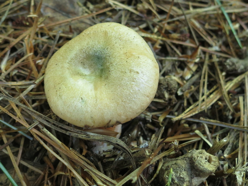 Lactarius deliciosus · September 2019 · photo: © repta (iNaturalist, cc-by)