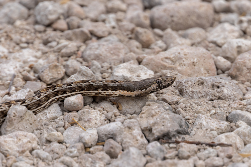 Photo of a Hispaniola Cat-eyed Snake (Hypsirhynchus ferox)