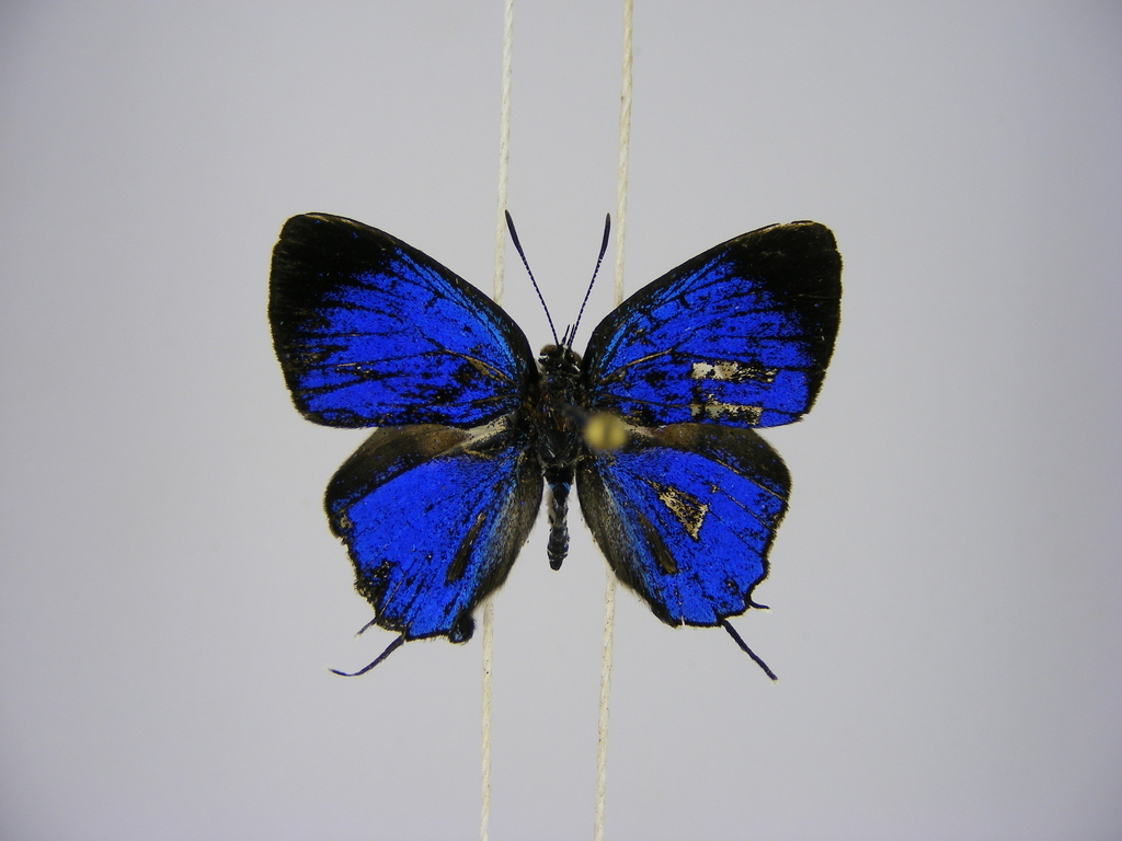 Paradeudorix ituri