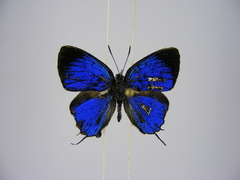 Paradeudorix ituri ituri