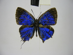 Paradeudorix ituri ituri